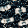 Longevity und Metabolismus