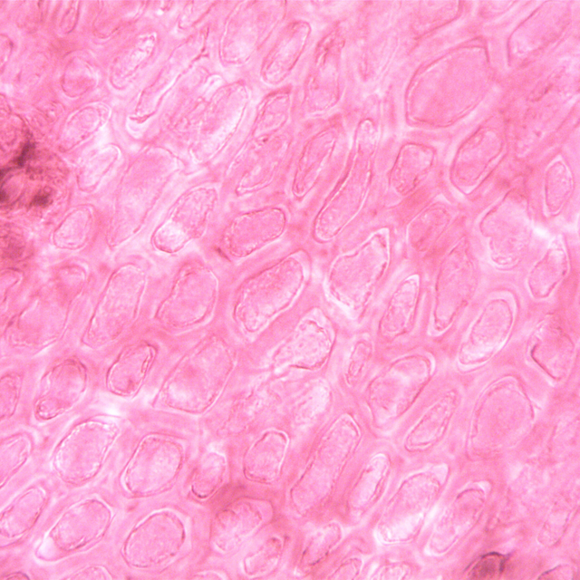 Collagen & skin structure