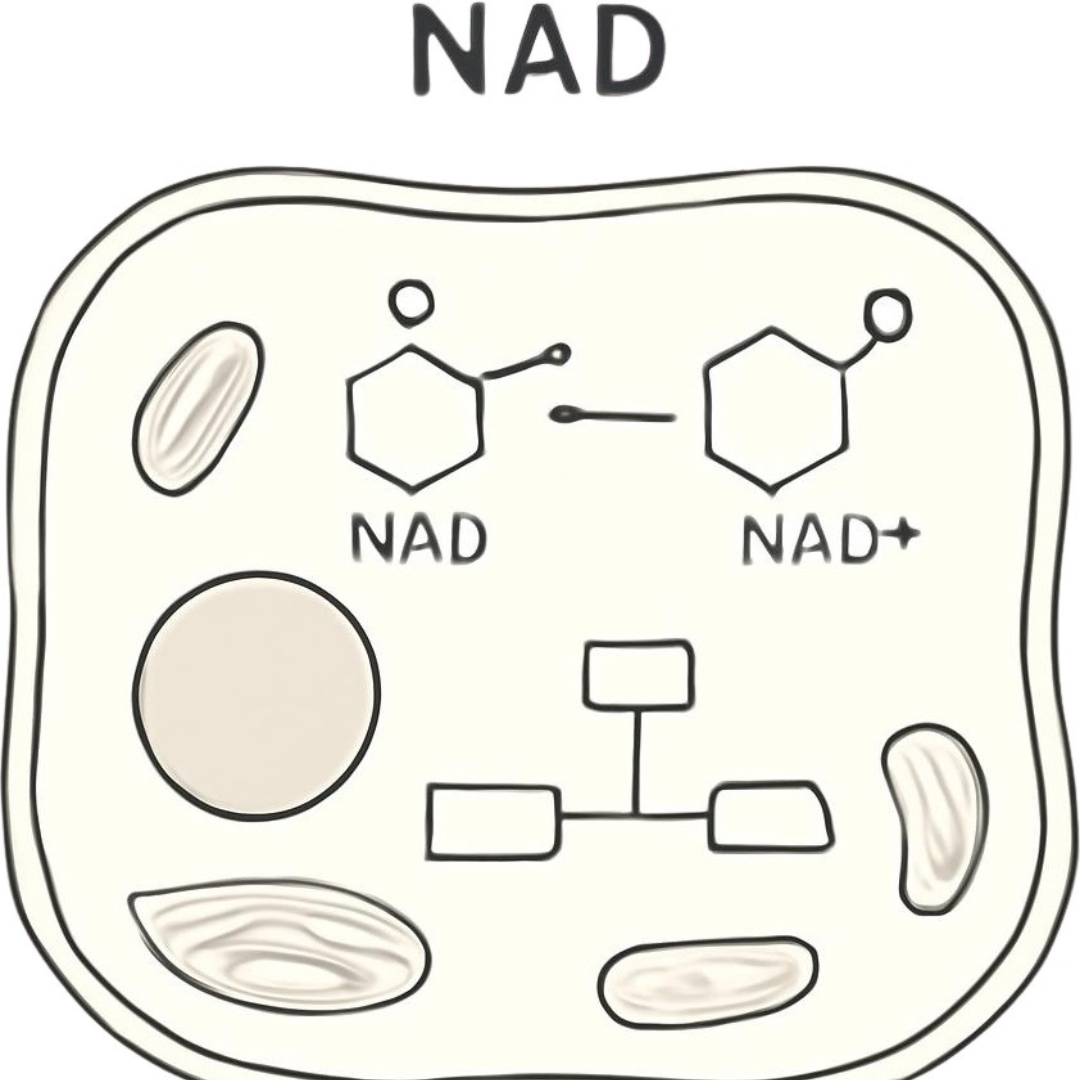 NAD⁺‑Wert