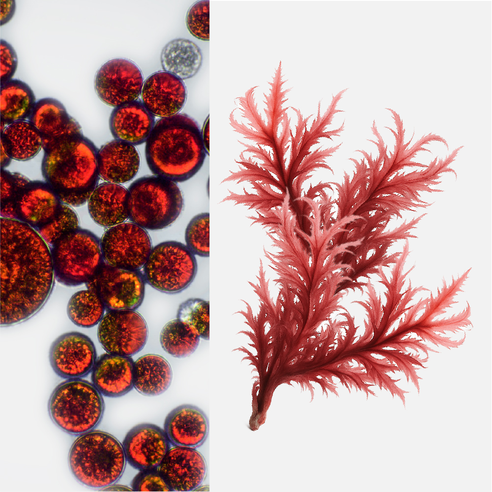 Astapro-Astaxanthin