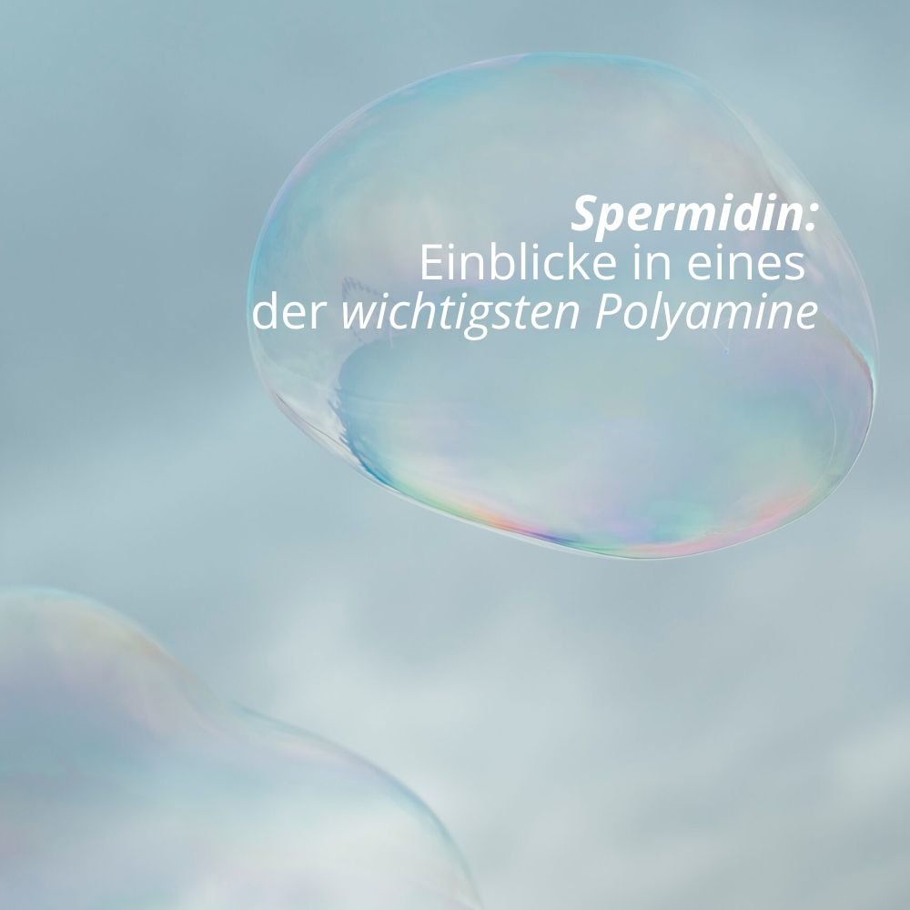 Spermidin Einblicke in eines der wichtigsten Polyamine