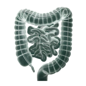 consulenza nutrizionale-immagine del prodotto intestinale