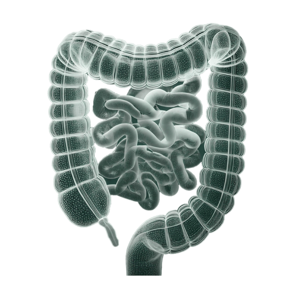 neotes-nutritional advice-intestinal product image