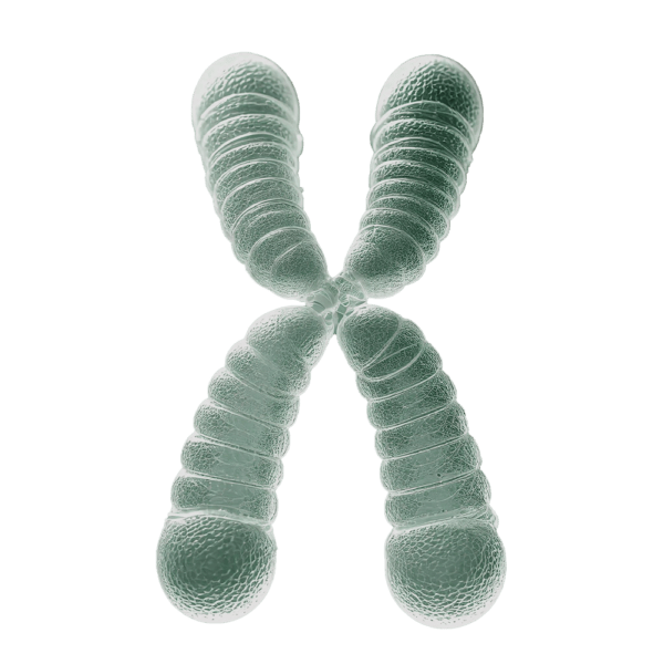neotes-Longevity-Beratung-Telomer-Produktbild